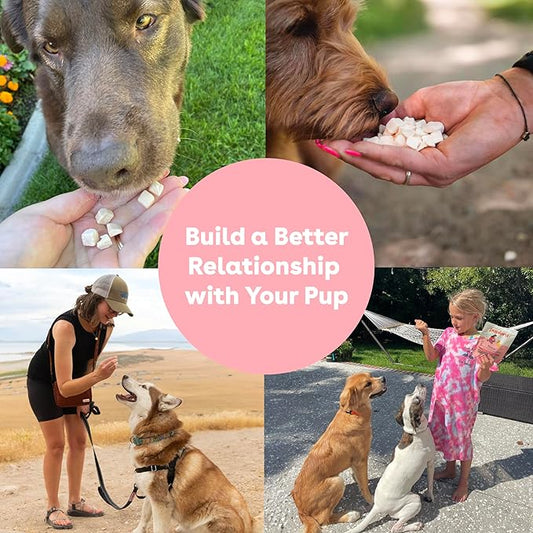 Why Every Pet Deserves the Best — Because They Give Us Their All