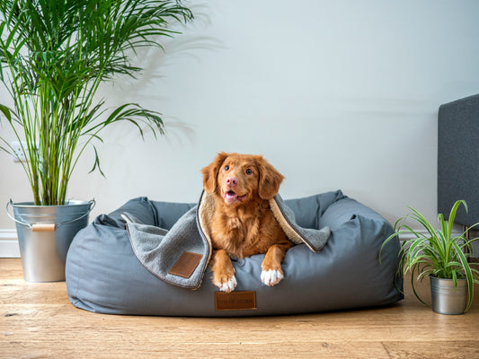 Top 5 Ways to Pamper Your Pet’s Paws — Comfort, Care & Style